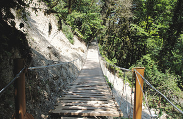 Wooden suspension bridge in yew-and-boxwood tree grove, Hosta district near Sochi, Russia.