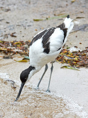 Pied Avocet (Recurvirostra avosetta)