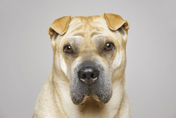 Obraz premium shar pei