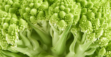 Fresh green Romanesco florets