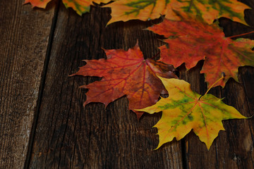 Naklejka na ściany i meble Autumn background with colorful leaves