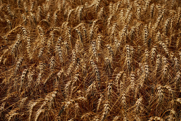 wheat field