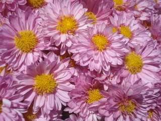 Sunny lilac chrysanthemums background