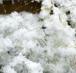 Pflanzen mit Schnee bedeckt