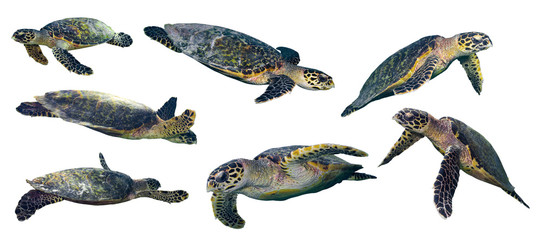 geïsoleerde zeeschildpad ingesteld op witte achtergrond