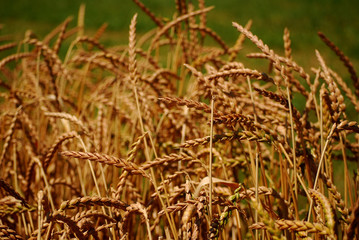 wheat field