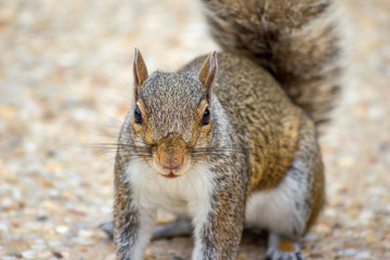 Sitzendes Grauhörnchen (Sciurus carolinensis) grey squirrel