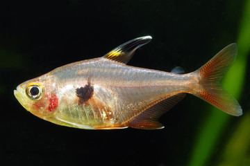 Red phantom tetra fish