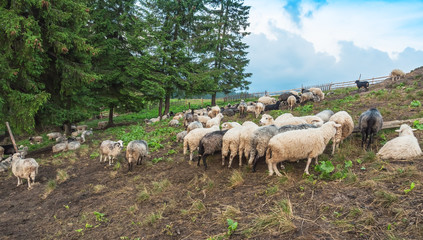 Obraz premium flock of sheeps