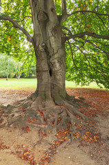 old tree root