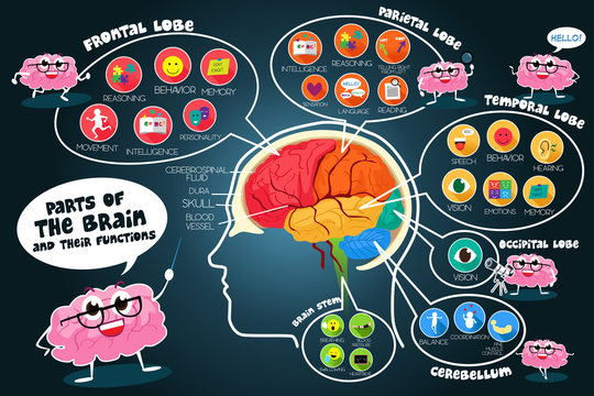 Infographic Parts and Functions of Brain