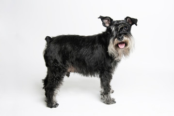 schnauzer