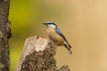 Kleiber, Eurasian nuthatch, Sitta europaea