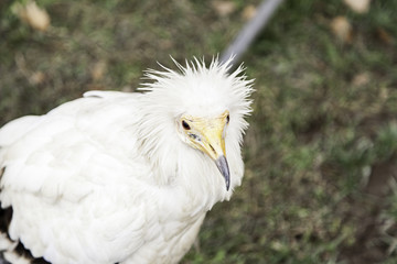 Wild vulture in captivity