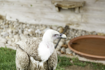 Wild vulture in captivity