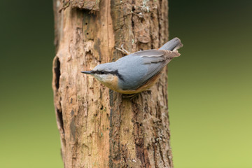 Kleiber, Eurasian nuthatch, Sitta europaea