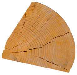 An isolated old pine tree segment with distinct annual rings against a white background