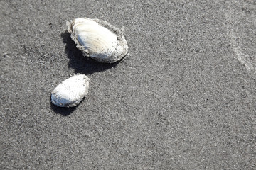Muscheln im Sand
