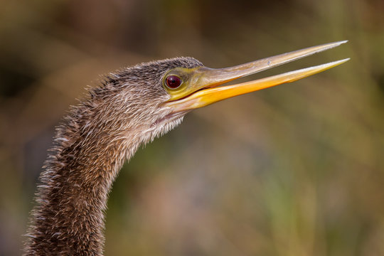 Aninga portrait