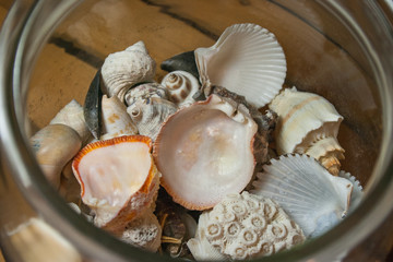 Shells in glass bowl