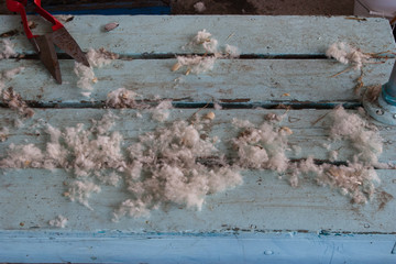 Sheep wool and clippers on blue bench