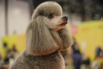 competition grooming dogs/The winner of the international grooming competition dogs in St....