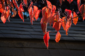 Red dogwood leaves against grey roof