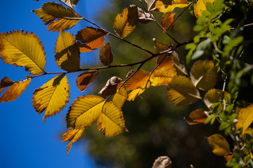 Elm leaves turning yellow in fall