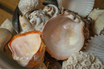 Collected shells