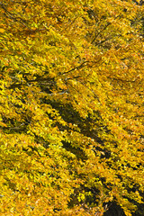Las w pięknych jesiennych kolorach w pogodny dzień.
Pięknie wybarwione jesienne liście na...