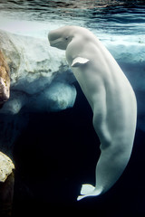 Beluga whale white dolphin portrait