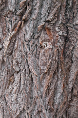 Tree bark texture