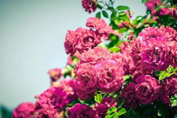 Bush of beautiful roses in a garden