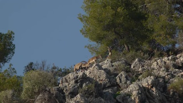   male and female Iberian ibex in heat at the top of the mountain under the pine trees with blue sky    