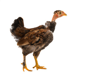 Chickens is standing and looking