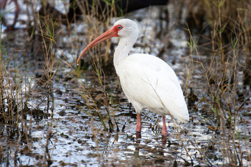 American White Ibis