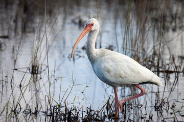 White Ibis Hunting the Marsh