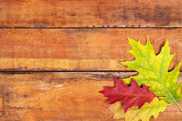 Naklejka na ściany i meble Autumn maple leaves on wood