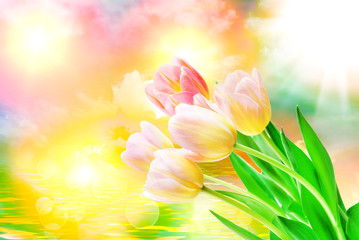 Obraz na płótnie Canvas Tulip flowers close up