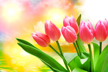 Tulip flowers close up