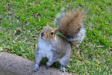 Squirrel