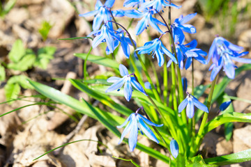 Scilla flowers  (Siberian squill)