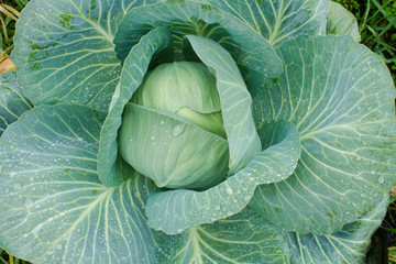 fresh cabbage