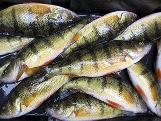 Ice fishing, catch of perches