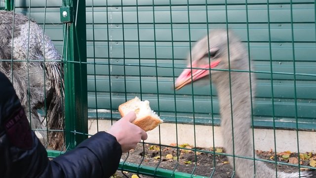 Ostrich in zoo fed with bread through cage by visitors