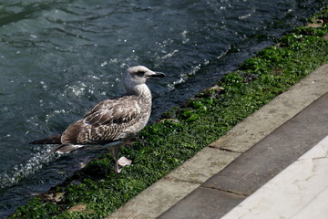 Seagull walking along the shore with algae