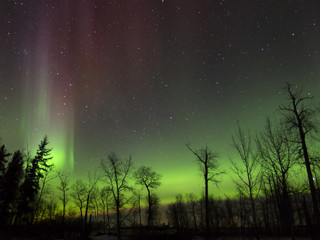 Aurora Borealis (Northern lights) in Alberta, Canada