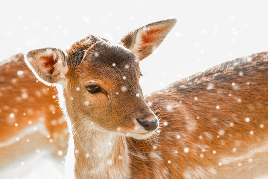 Fototapeta Rotwild / Rehe im Winter
