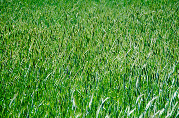 FLORES , PLANTAS , AMAPOLAS , RIO, PRIMAVERA