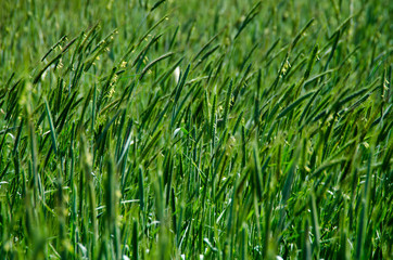 FLORES , PLANTAS , AMAPOLAS , RIO, PRIMAVERA